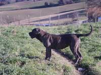 cane corso grigio